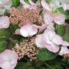 Hortensia - Hydrangea Macrophylla Dolce Gipsy 1 Hortensia - Hydrangea Macrophylla Dolce Gipsy -Fleurs & Plantes Soldes Boutique hortensia dolce gipsy 67874 1