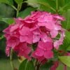 Hortensia Macrophylla Constellation -Fleurs & Plantes Soldes Boutique hortensia hydrangea macrophylla constellation copyright 100648 2