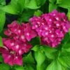 Hortensia - Hydrangea Macrophylla Green Shadow En Pot De 2/3L -Fleurs & Plantes Soldes Boutique hortensia hydrangea macrophylla green shadow 671147 1