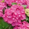 Hortensia - Hydrangea Macrophylla Leuchtfeuer -Fleurs & Plantes Soldes Boutique hortensia leuchtfeuer 80063 1