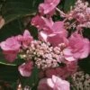 Hortensia - Hydrangea Serrata Santiago -Fleurs & Plantes Soldes Boutique hortensia serrata santiago 67871 1