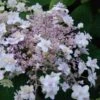 Hortensia - Hydrangea Involucrata Yoraku Tama -Fleurs & Plantes Soldes Boutique hortensia yoraku tama 67878 1