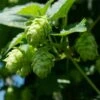 Houblon Vert - Humulus Lupulus Magnum -Fleurs & Plantes Soldes Boutique humulus lupulus magnum 66835 2 1