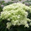 Hortensia Arborescens Hayes Starbust 1 Hortensia Arborescens Hayes Starbust -Fleurs & Plantes Soldes Boutique hydrangea arborescens hayes starbust 671348 1