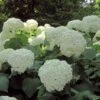 Hortensia Arborescens Strong Annabelle ( Incrediball ) -Fleurs & Plantes Soldes Boutique hydrangea arborescens incrediball 7861 1 1