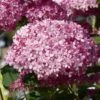 Hortensia Arborescens Pink Annabelle Ou Invincibelle -Fleurs & Plantes Soldes Boutique hydrangea arborescens invincibelle 67835 1