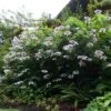 Hortensia - Hydrangea Aspera Macrophylla -Fleurs & Plantes Soldes Boutique hydrangea aspera macrophylla 678772 1