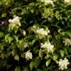 Hortensia Grimpant - Hydrangea Seemanii -Fleurs & Plantes Soldes Boutique hydrangea grimpant seemanii 0602 1