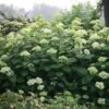 Hortensia Arborescens Lime Rickey 2 Hortensia Arborescens Lime Rickey -Fleurs & Plantes Soldes Boutique hydrangea lime rickey 85451 1