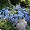Hortensia - Hydrangea Macrophylla Generale Vicomtesse De Vibraye -Fleurs & Plantes Soldes Boutique hydrangea macrophylla generale vicomtesse de vibraye 67857 1