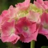 Hortensia - Hydrangea Macrophylla Gertrud Glahn -Fleurs & Plantes Soldes Boutique hydrangea macrophylla gertrud glahn 88326 fl