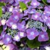 Hortensia - Hydrangea Macrophylla Kardinal Violet -Fleurs & Plantes Soldes Boutique hydrangea macrophylla kardinal violet 83185 1