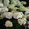 Hortensia - Hydrangea Macrophylla Mme Emile Mouillère -Fleurs & Plantes Soldes Boutique hydrangea macrophylla mme emile mouillere 67798 1
