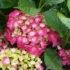 Hortensia - Hydrangea Macrophylla Baron Rouge 1 Hortensia - Hydrangea Macrophylla Baron Rouge -Fleurs & Plantes Soldes Boutique hydrangea macrophylla red baron 6712421 1