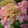 Hortensia - Hydrangea Macrophylla So Long Sunny -Fleurs & Plantes Soldes Boutique hydrangea macrophylla so long sunny 85613 1
