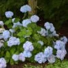 Hortensia - Hydrangea Macrophylla So Long® Ebony -Fleurs & Plantes Soldes Boutique hydrangea macrophylla so long ebony 85809 1