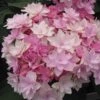 Hortensia - Hydrangea Macrophylla You And Me Romance -Fleurs & Plantes Soldes Boutique hydrangea macrophylla you and me romance 67124 1
