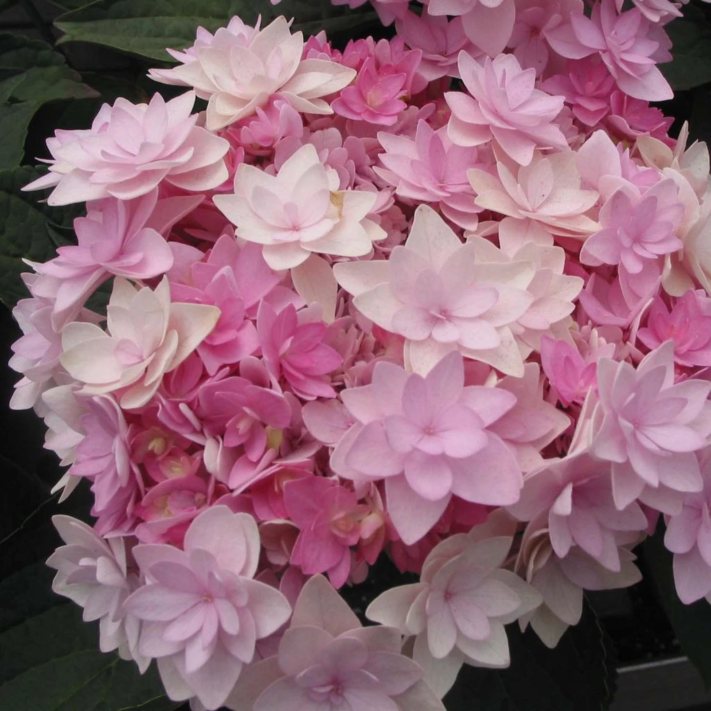 Hortensia - Hydrangea Macrophylla You And Me Romance 3 Hortensia - Hydrangea Macrophylla You And Me Romance