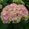 Hortensia - Hydrangea Macrophylla You And Me Together -Fleurs & Plantes Soldes Boutique hydrangea macrophylla you and me together 67859 1