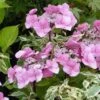 Hortensia - Hydrangea Macrophylla Zorro Rose -Fleurs & Plantes Soldes Boutique hydrangea macrophylla zorro rose 82903 1