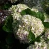 Hortensia - Hydrangea Macrophylla Magical Summer Green 1 Hortensia - Hydrangea Macrophylla Magical Summer Green -Fleurs & Plantes Soldes Boutique hydrangea magical summer green 78222 1