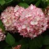 Hortensia - Hydrangea Macrophylla Mirai -Fleurs & Plantes Soldes Boutique hydrangea mirai 7909 1