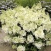 Hydrangea Paniculata Bobo - Hortensia Paniculé Nain -Fleurs & Plantes Soldes Boutique hydrangea paniculata bobo 80690 1