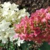 Hydrangea Paniculata Pinky Winky - Hortensia Paniculé 2 Hydrangea Paniculata Pinky Winky - Hortensia Paniculé -Fleurs & Plantes Soldes Boutique hydrangea paniculata pinky winky 81555 2