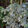 Hortensia Grimpant - Hydrangea Petiolaris Silver Lining -Fleurs & Plantes Soldes Boutique hydrangea petiolaris silver lining 813003 3