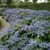 Hortensia - Hydrangea Serrata Veerle -Fleurs & Plantes Soldes Boutique hydrangea serrata veerle 85618 1