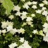 Hortensia - Hydrangea Macrophylla Fireworks White -Fleurs & Plantes Soldes Boutique hydrangea macrophylla fireworks white 83183 1