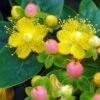 Hypericum Inodorum Magical Beauty - Millepertuis -Fleurs & Plantes Soldes Boutique hypericum inodorum magical beauty 7897 5