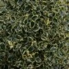 Houx Panaché - Ilex Aquifolium Argenteomarginata 1 Houx Panaché - Ilex Aquifolium Argenteomarginata -Fleurs & Plantes Soldes Boutique ilex aquifolium argenteomarginata 781647 1