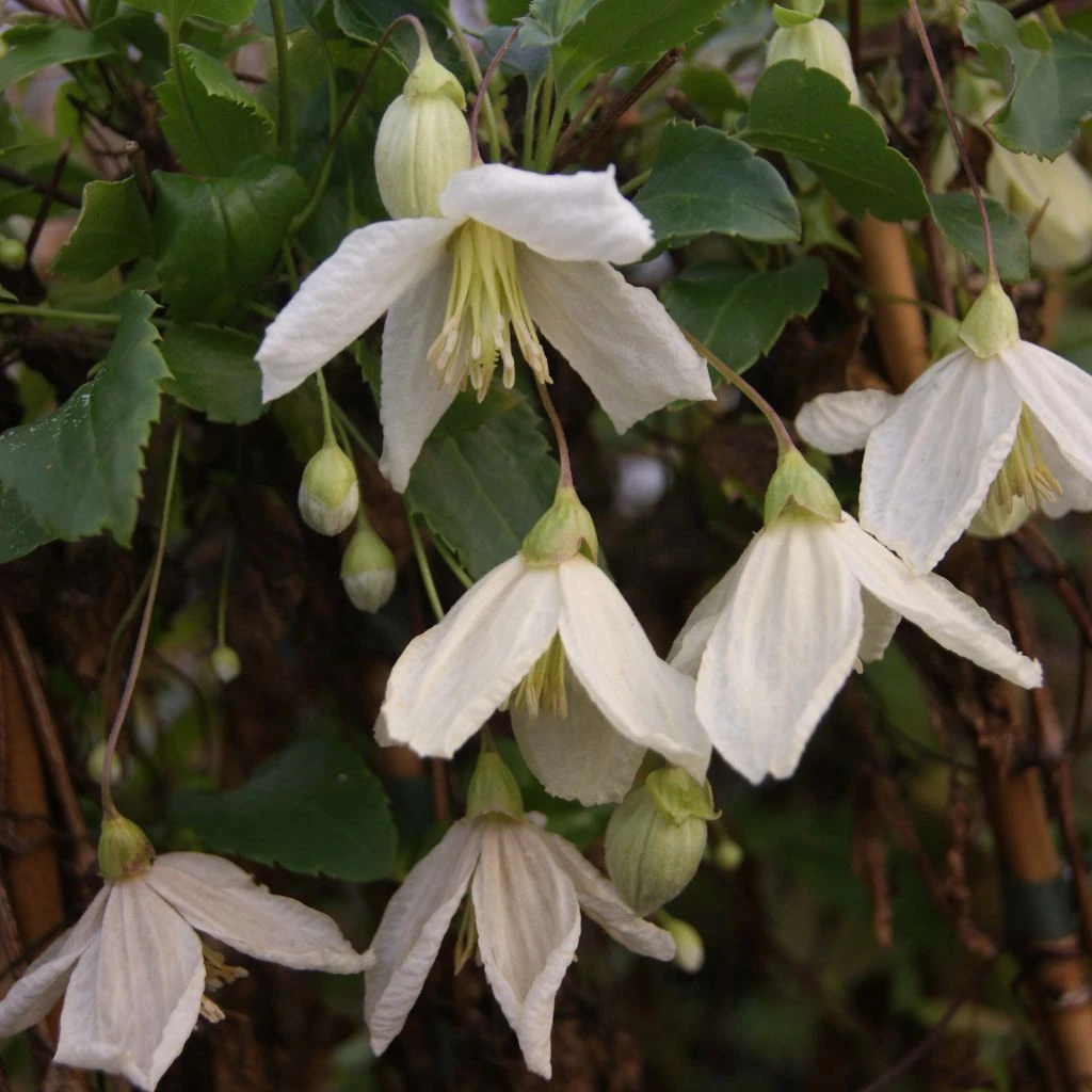 Clématite - Clematis Cirrhosa Jingle Bells 3 Clématite - Clematis Cirrhosa Jingle Bells