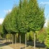 Carpinus Betulus Frans Fontaine - Charme Commun