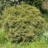 Taxus Baccata Formé En Boule - Topiaire D'if -Fleurs & Plantes Soldes Boutique image 2075