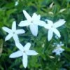 Jasmin Des Açores - Jasminum Azoricum -Fleurs & Plantes Soldes Boutique jasminum azoricum 83639 5