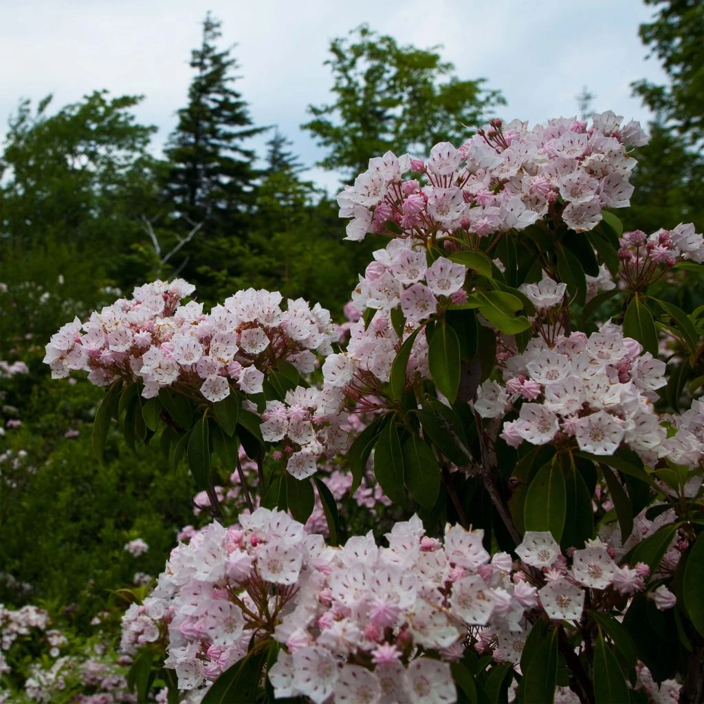 Kalmia Latifolia - Laurier Des Montagnes Rose Pâle 3 Kalmia Latifolia - Laurier Des Montagnes Rose Pâle