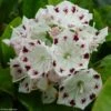Kalmia Latifolia Freckles - Laurier Des Montagnes Noir Et Blanc -Fleurs & Plantes Soldes Boutique kalmia latifolia freckles 9665 1 2