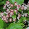 Kalmia Latifolia Tad - Laurier Des Montagnes Blanc Et Chocolat -Fleurs & Plantes Soldes Boutique kalmia latifolia tad 781990 1 1