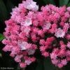 Kalmia Latifolia You Can - Laurier Des Montagnes En Camaieu De Rose 1 Kalmia Latifolia You Can - Laurier Des Montagnes En Camaieu De Rose -Fleurs & Plantes Soldes Boutique kalmia latifolia you can 781987 1