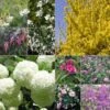 Kit Haie Fleurie Des 4 Saisons éco 1 Kit Haie Fleurie Des 4 Saisons éco -Fleurs & Plantes Soldes Boutique kit haie fleurie des 4 saisons eco 85833 1