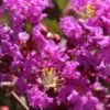Lagerstroemia Indica Terre Chinoise - Lilas Des Indes -Fleurs & Plantes Soldes Boutique lagers terre chinoise b90