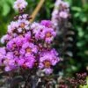 Lagerstroemia Indica Black Diamond Lavender Lace - Lilas Des Indes 2 Lagerstroemia Indica Black Diamond Lavender Lace - Lilas Des Indes -Fleurs & Plantes Soldes Boutique lagerstroemia indica black diamond lavender lace copyright 1006861 1