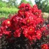Lagerstroemia Indica Black Solitaire (Black Diamond) Red Hot - Lilas Des Indes -Fleurs & Plantes Soldes Boutique lagerstroemia indica black solitaire red hot 86045 1 1