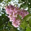 Lagerstroemia Indica Mauve - Lilas Des Indes -Fleurs & Plantes Soldes Boutique lagerstroemia indica rose ld abbamouse 7623 1