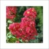 Lagerstroemia Indica Rubra - Lilas Des Indes -Fleurs & Plantes Soldes Boutique lagerstroemia indica rubra 85978 1