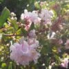 Lagerstroemia Indica Summer Beauty Hope - Lilas Des Indes -Fleurs & Plantes Soldes Boutique lagerstroemia indica summer beauty hope 85957 1