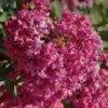 Lagerstroemia Indica Summer Beauty Velma's Royal Delight - Lilas Des Indes -Fleurs & Plantes Soldes Boutique lagerstroemia indica summer beauty velma s royal delight 85959 1
