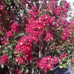 Lagerstroemia Indica Summer Charm Arapaho - Lilas Des Indes